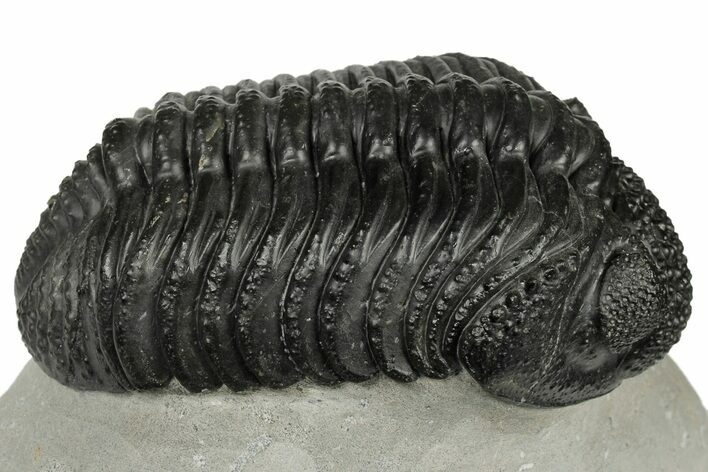 Bumpy Drotops Trilobite With Fantastic Preparation - Mrakib #186696